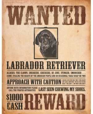 Plechová cedule Black Lab - Wanted Poster 32 cm x 40 cm